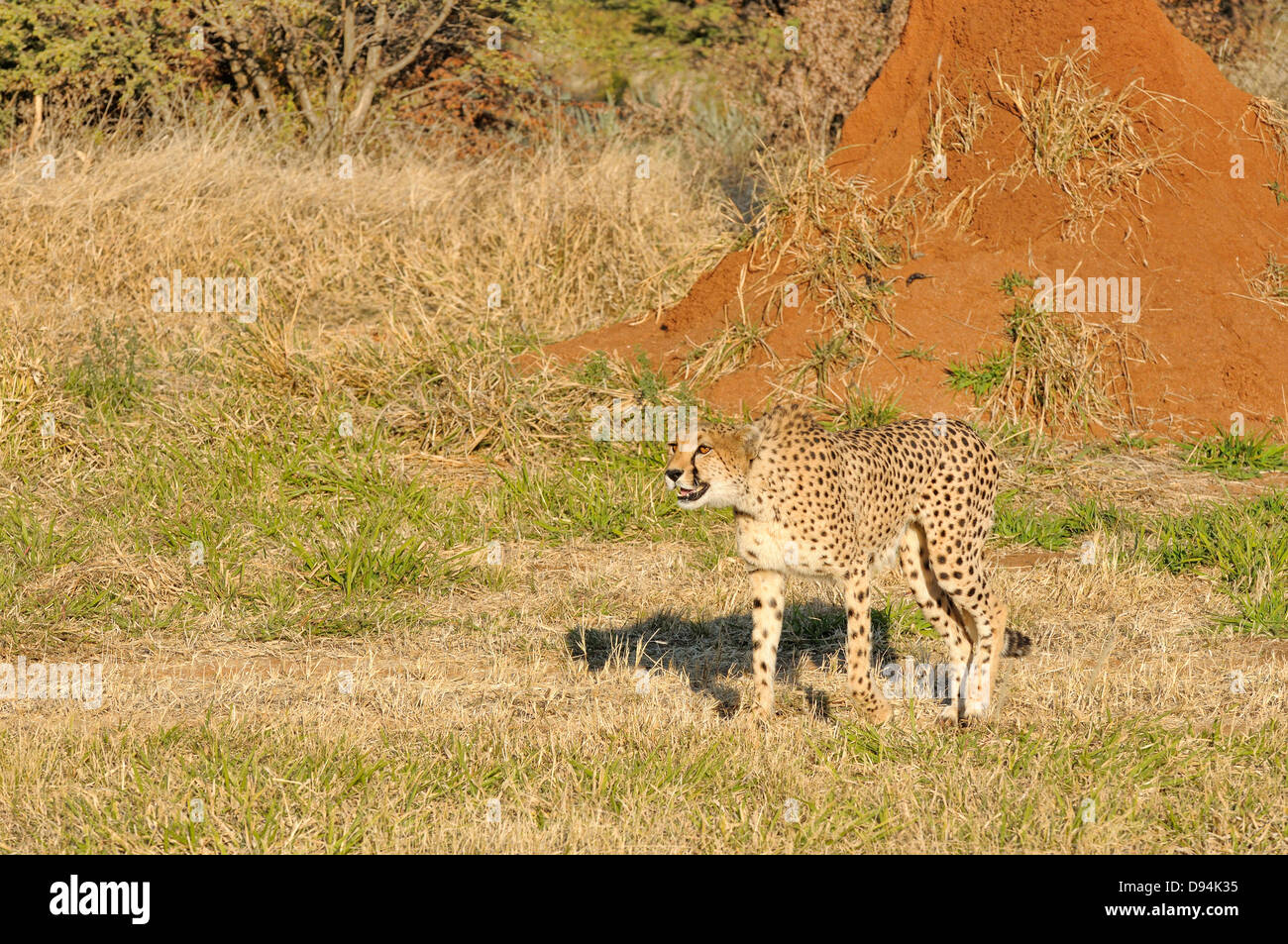 Gepard Acinonyx Jubatus Bilder aus dem Monat in Namibia Stockfoto