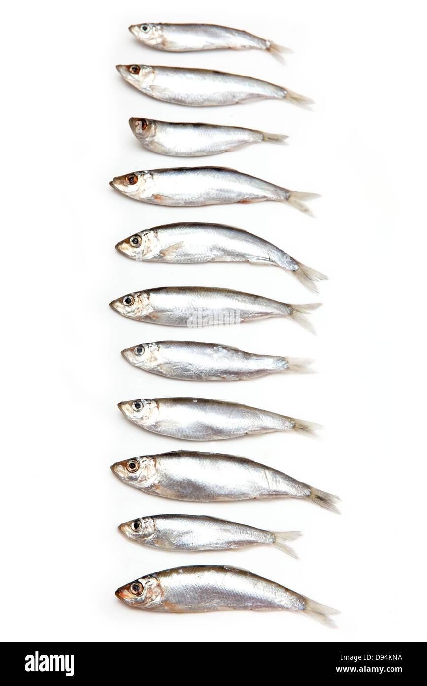 Sprotten (Sprattus Sprattus) einen kleinen öligen Fisch auf einem weißen Hintergrund isoliert Stockfoto