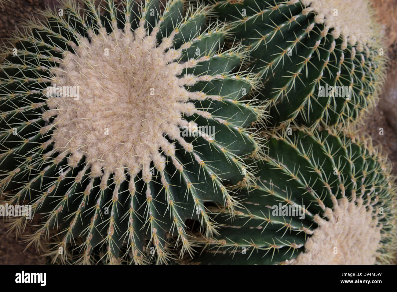 Kaktus ist Mitglied der Pflanzenfamilie Cactaceae, innerhalb der Ordnung Caryophyllales. Stockfoto