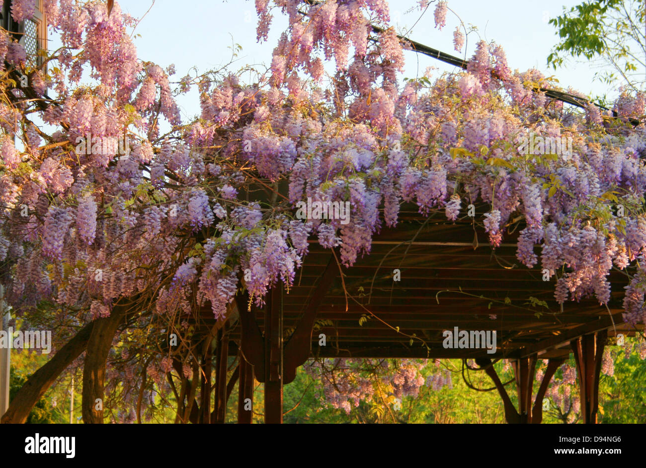 Lila Blumen auf Laube im Frühlingsgarten Stockfoto