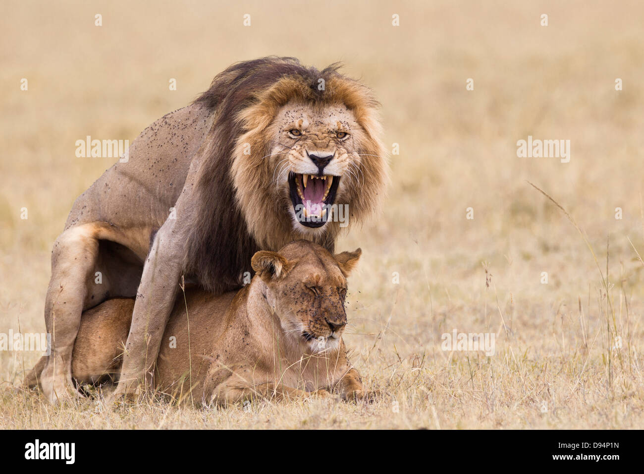 Afrikanischen Löwen (Panthera Leo) Paaren, Masai Mara National Reserve, Kenia Stockfoto