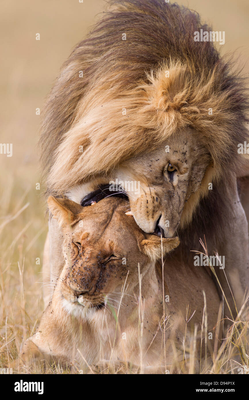 Afrikanischen Löwen (Panthera Leo) Paaren, Masai Mara National Reserve, Kenia Stockfoto