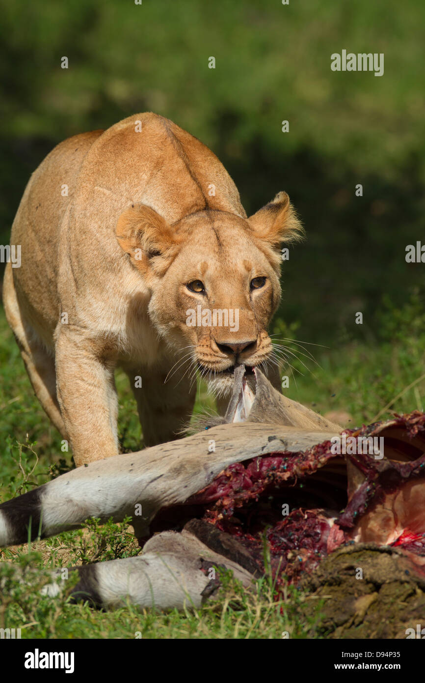 Löwin (Panthera Leo) mit Eland töten, Masai Mara National Reserve, Kenia Stockfoto
