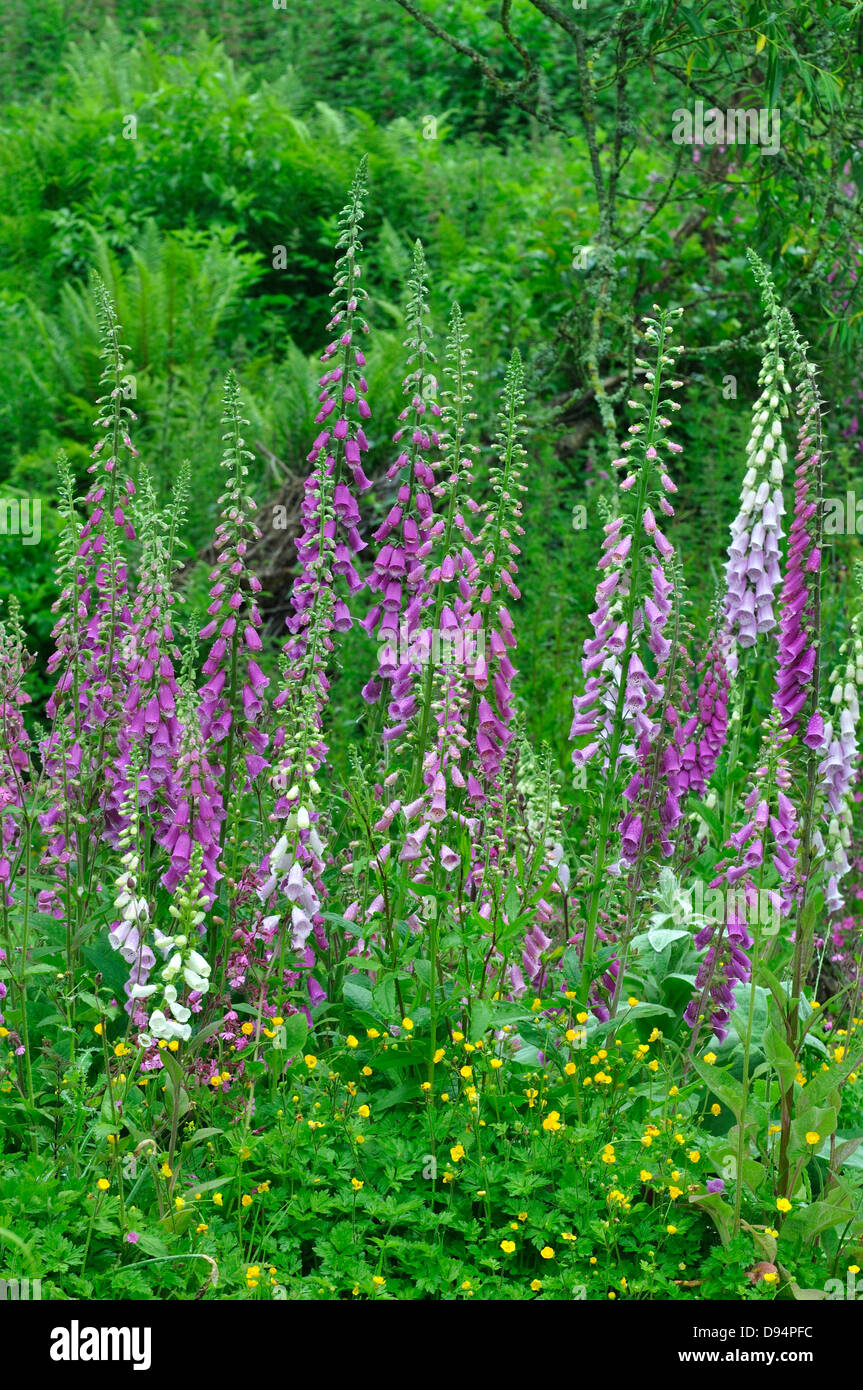 Ein Stand von wilde Fingerhut Stockfoto