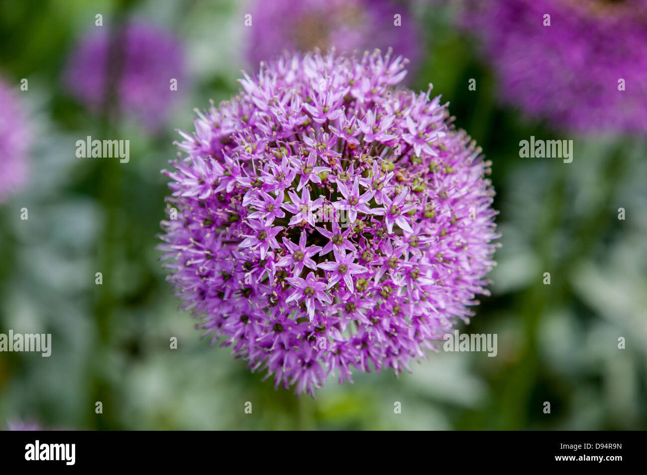 Eine Blume allium Stockfoto