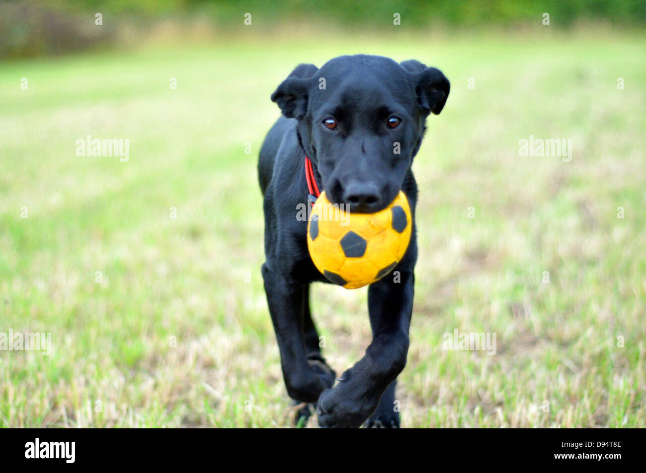 Schwarze Labrador Welpen mit gelben Spielzeug Fußball. Stockfoto