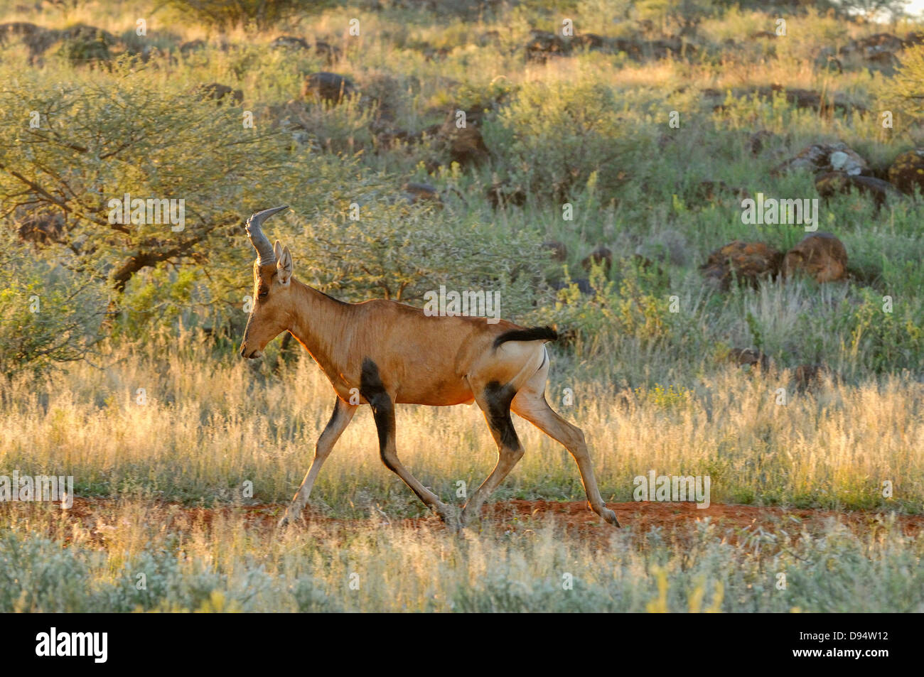 Rote Kuhantilope Alcelaphus Caama fotografiert in Mokala National Park, Südafrika Stockfoto