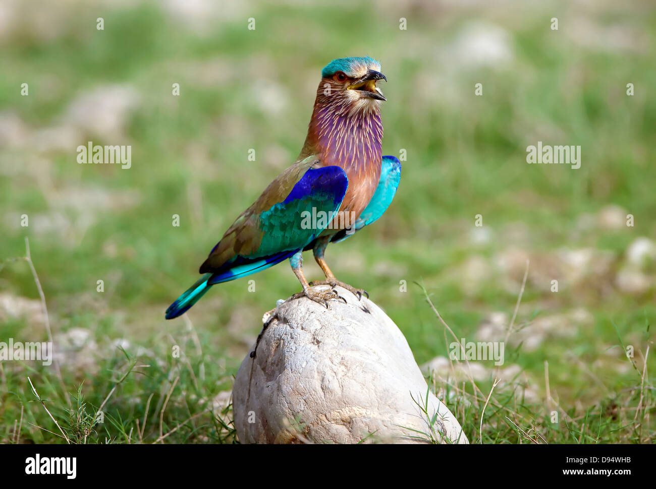 Indische Walze oder Blue Jay Stockfoto