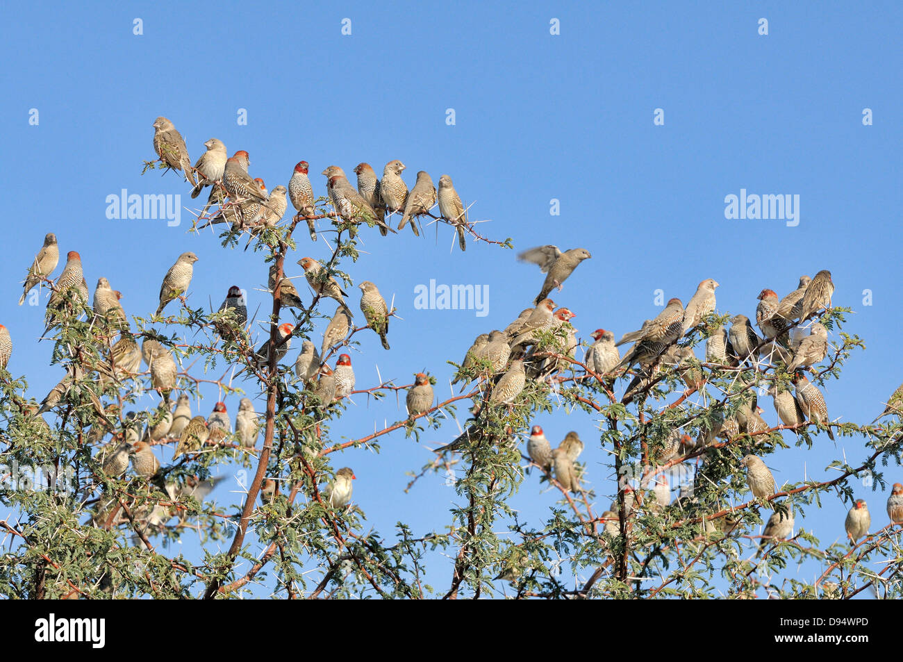 Rothaarige Fink Amadina Erythrocephala großen Strömen fotografiert in Kgalagadi Nationalpark, Südafrika Stockfoto