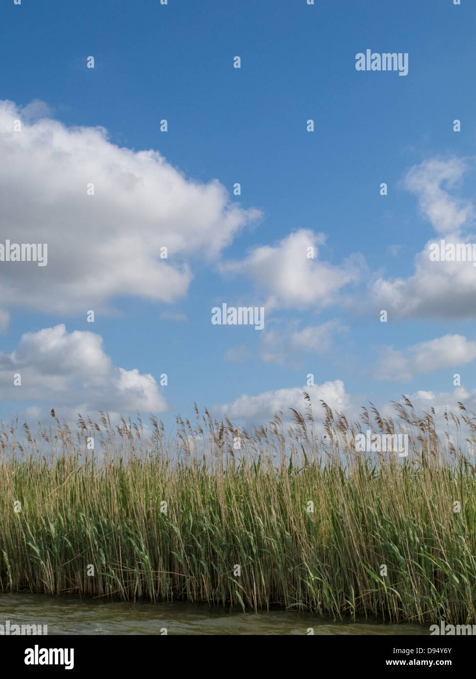 Norfolk Schilf auf den Norfolk Broads vor einem blauen Himmel mit weißen Wolken Stockfoto