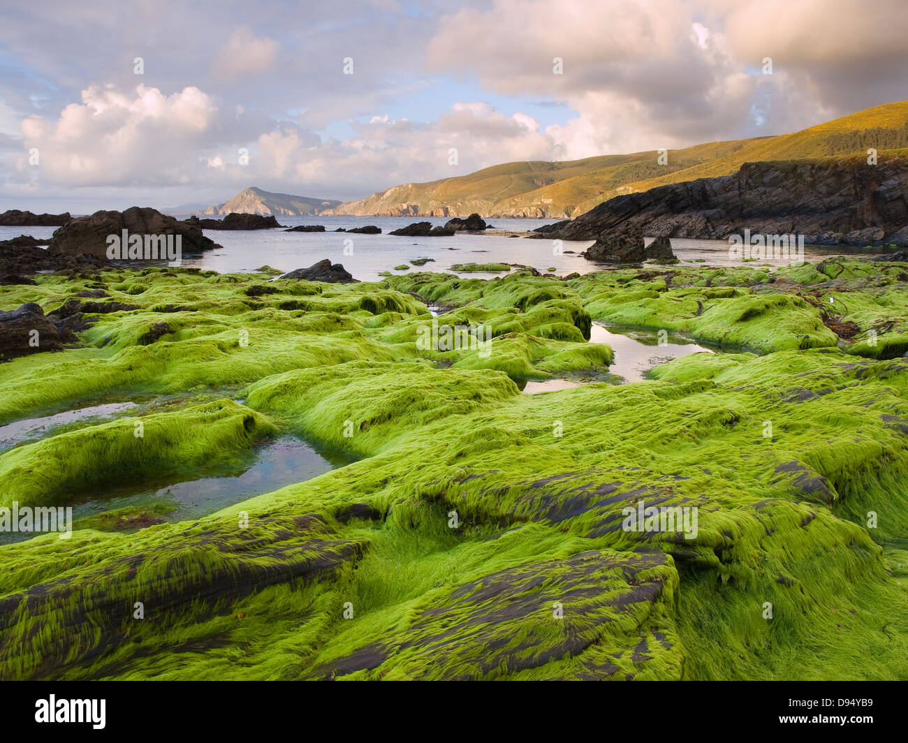 Seelandschaft mit Algen im Vordergrund. Dieser Strand befindet sich im Norden von Spanien (Galizien, Ferrol) und heißt Ponzos Strand. Stockfoto