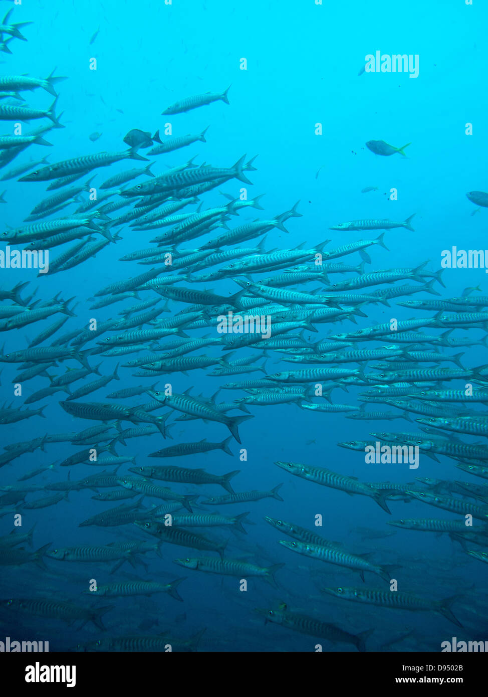 eine Gruppe von barracuda Stockfoto