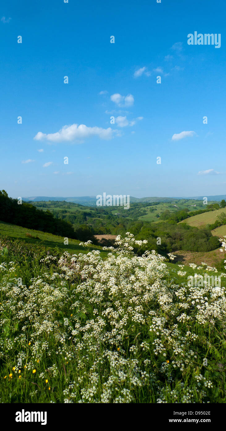 Kuh Petersilie wächst in den ländlichen Gebieten Landwirtschaft Landschaft Carmarthenshire Wales UK Juni 2013 Stockfoto