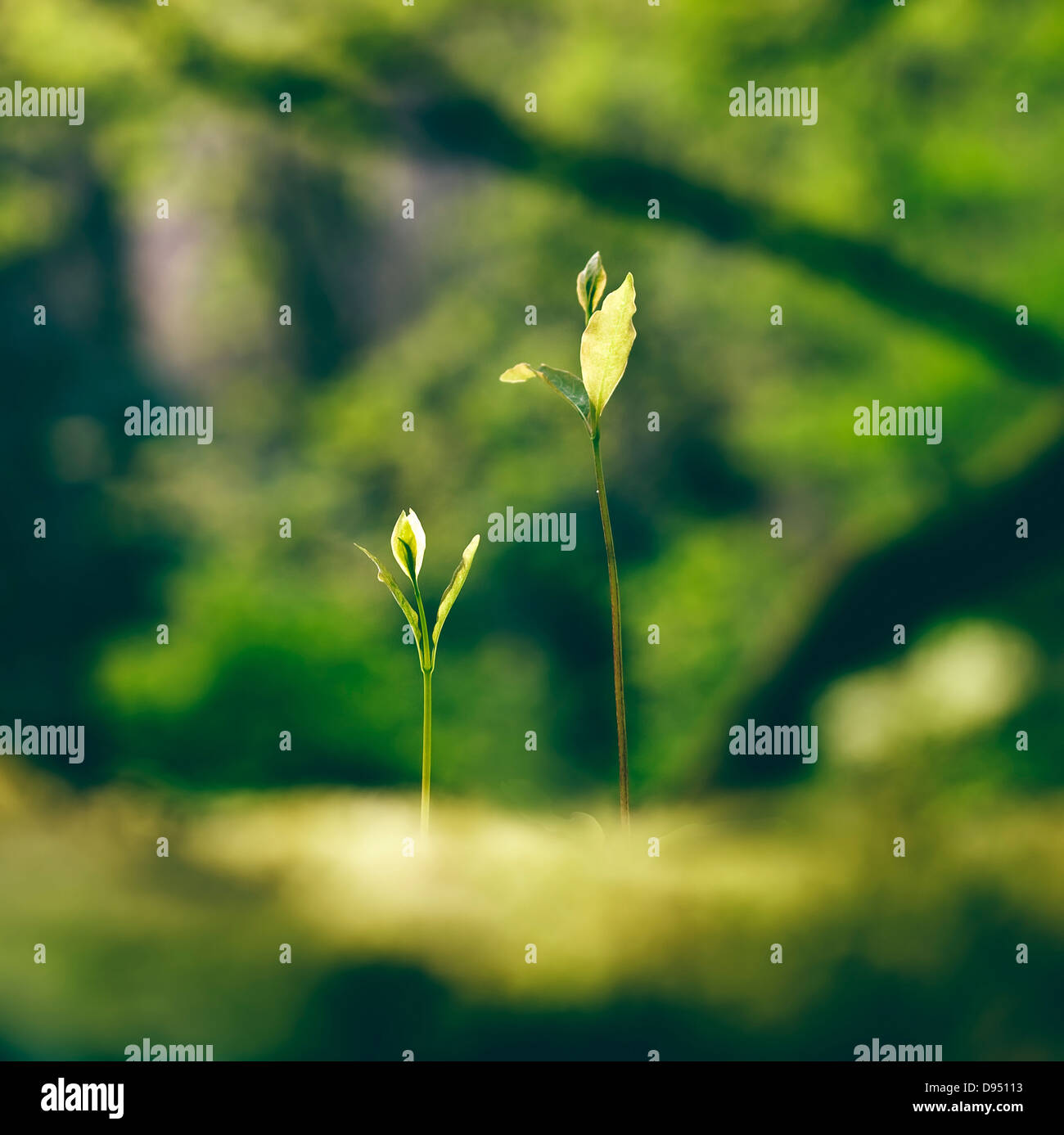 Zwei Pflanzen Triebe in der Natur in quadratische Komposition. Stockfoto