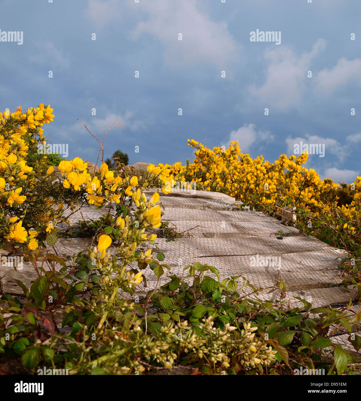 Holzrampe, Freeride WithGorses, Planken und Himmel Stockfoto