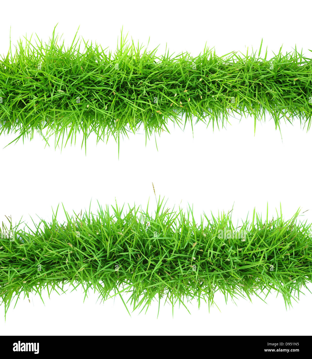 Draufsicht des Grases auf weißem Hintergrund Stockfoto