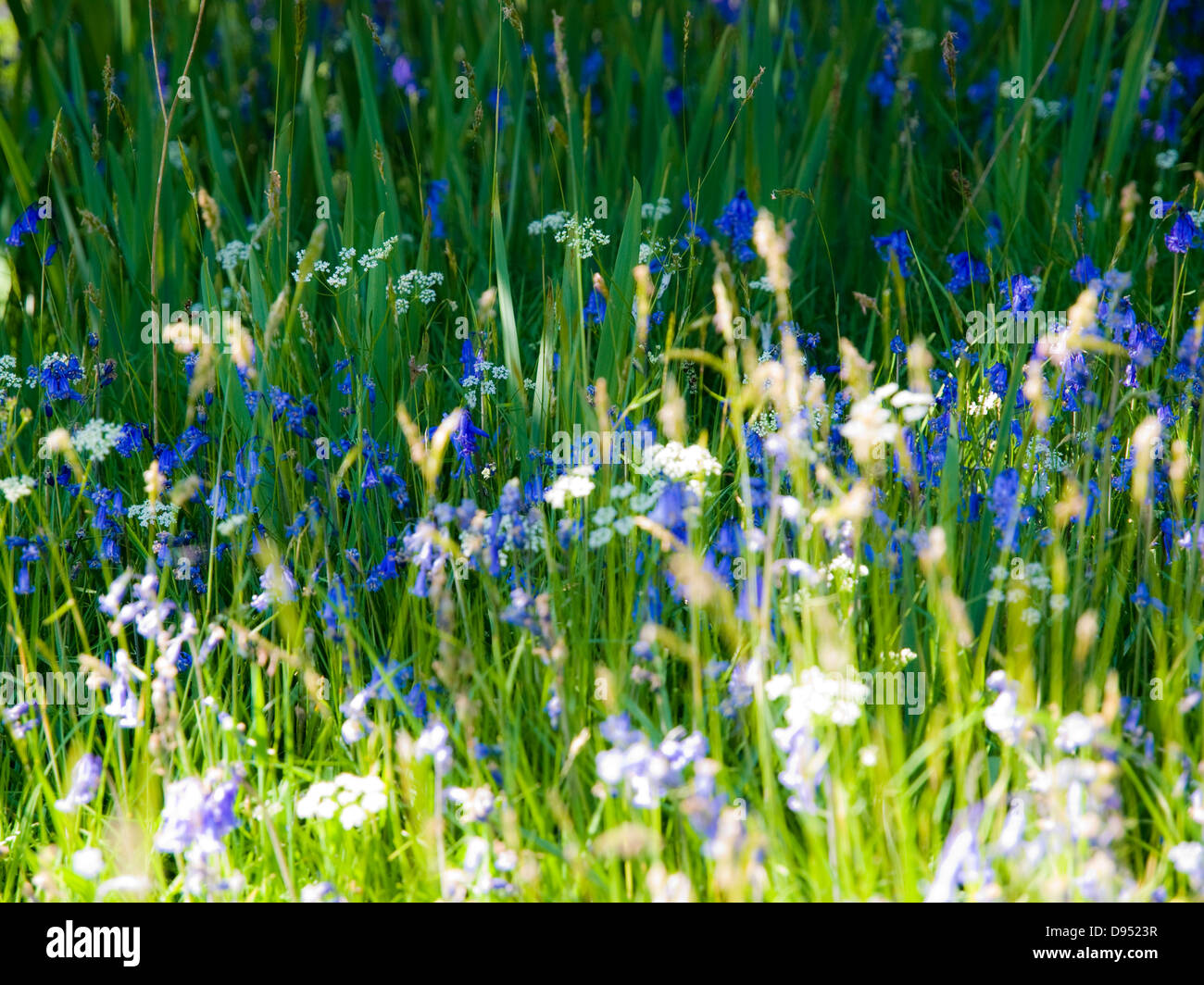 Bluebells in schottischen Wiese mit dappled Sonnenlicht Stockfoto