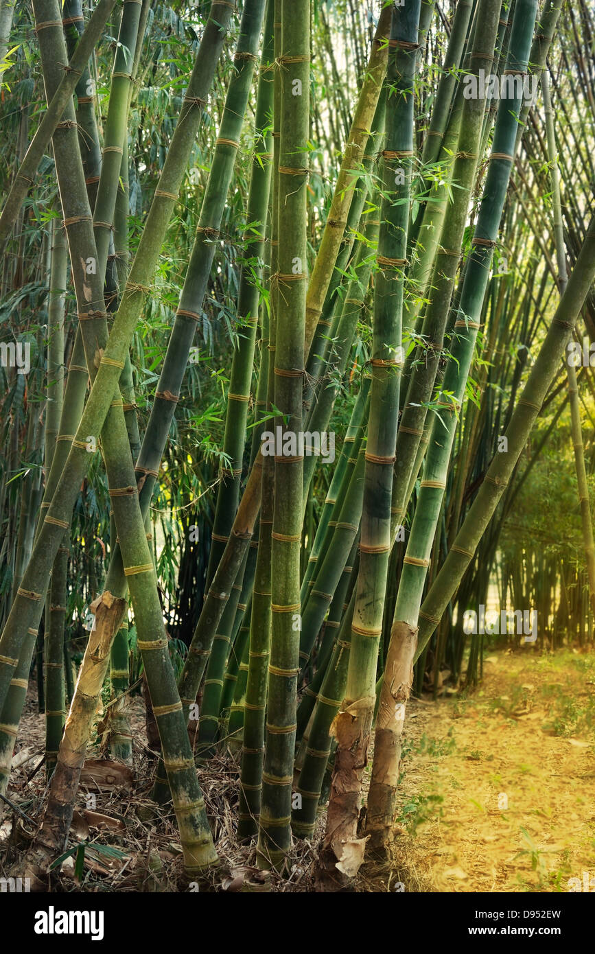 Bambus-Wald an einem sonnigen Tag Stockfoto