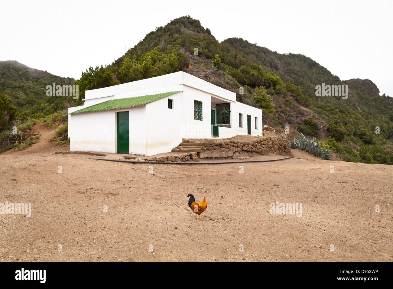 Huhn vor einem Bauernhaus in einem abgelegenen Teil von Anaga, Teneriffa, Kanarische Inseln, Spanien Stockfoto