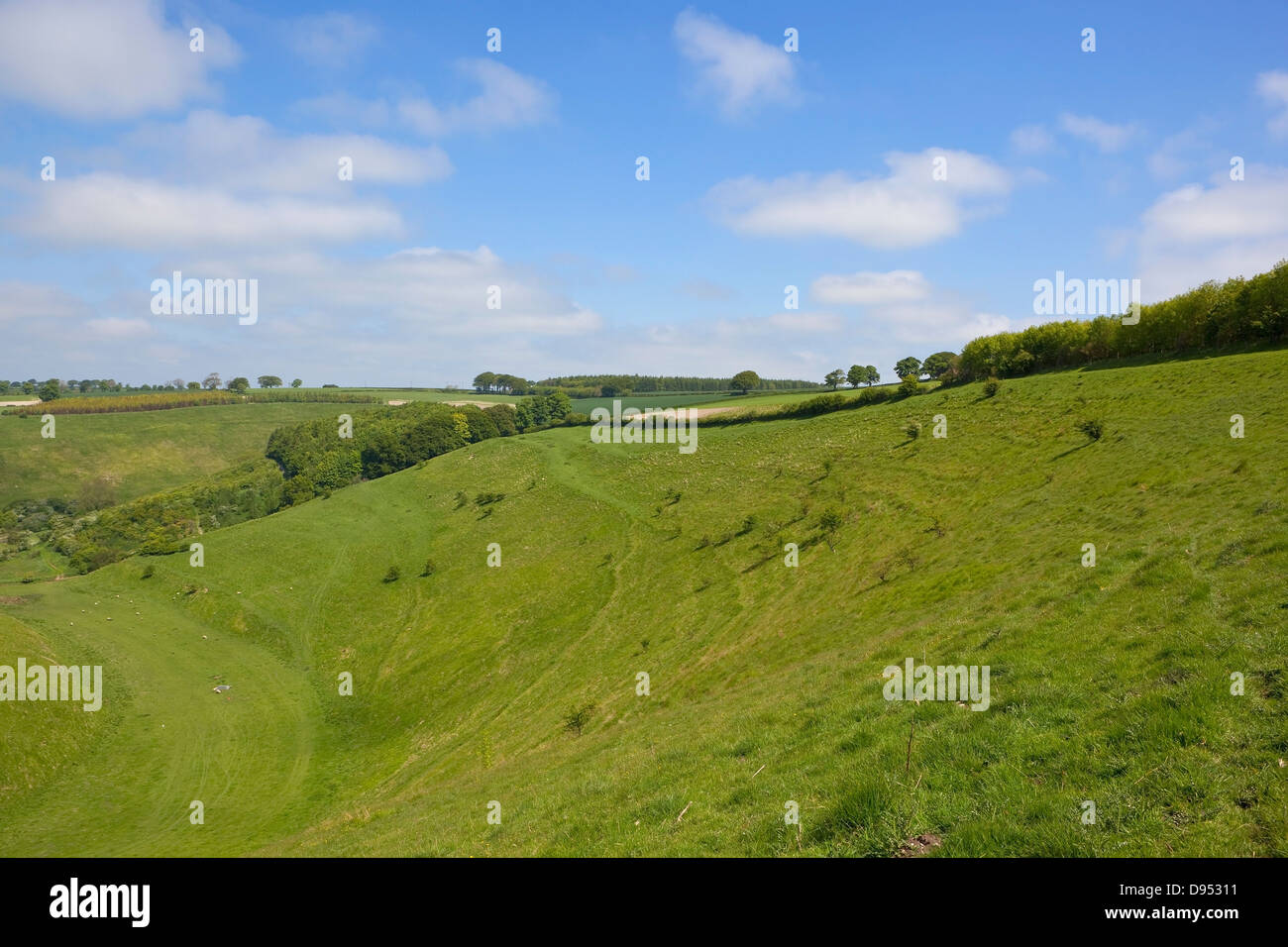 Die grüne Tal von malerischen Painsthorpe Dale, festgelegt in der landwirtschaftlichen Landschaft der Yorkshire Wolds im Frühsommer. Stockfoto