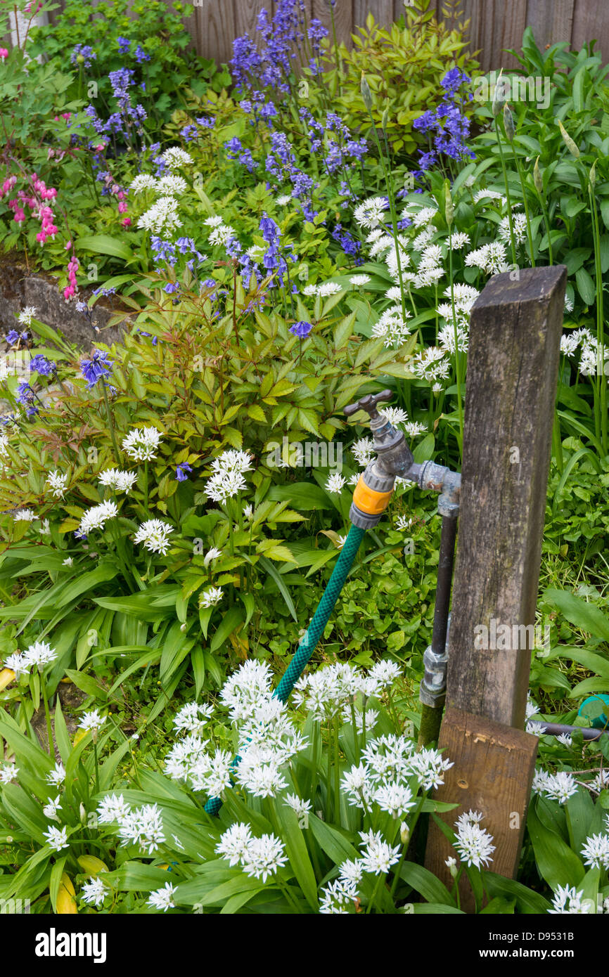 Garten, Wasserhahn, Wasser, Schlauch, dauerhafte Stockfoto