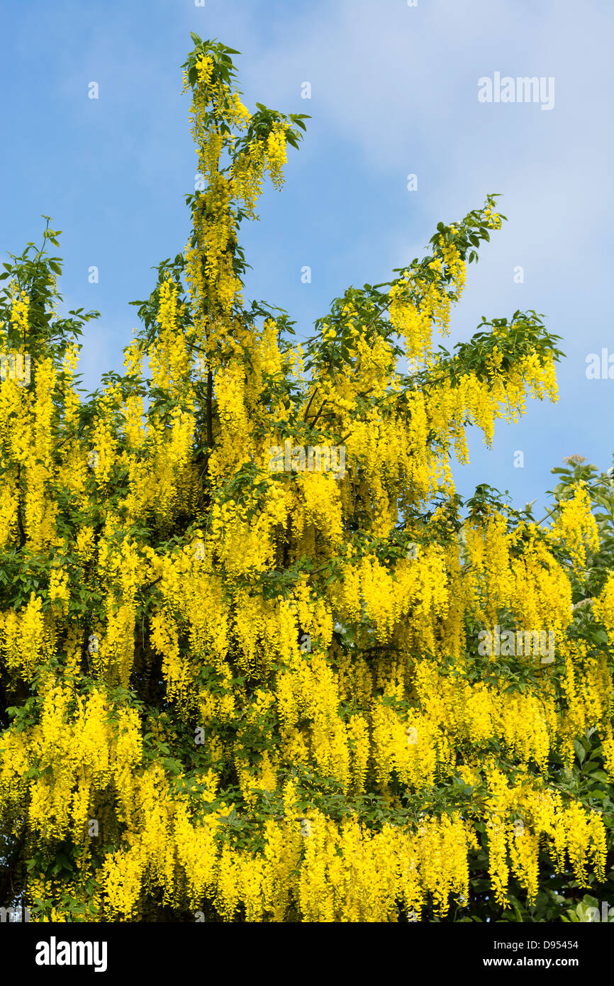Laburnum Anagyroides, gemeinsame Goldregen, England, Juni Stockfoto