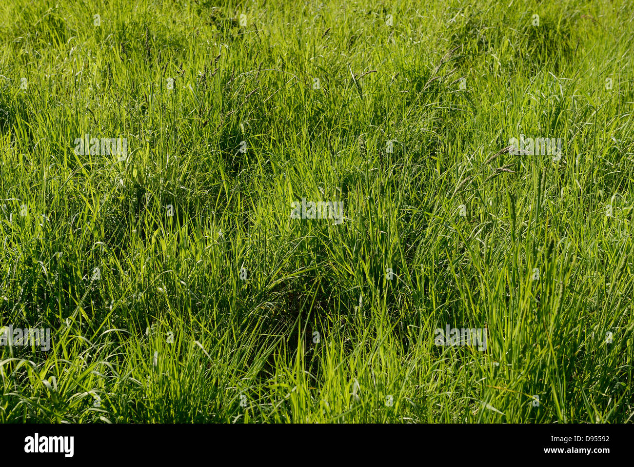 Bereich der lange überwucherten Rasen Stockfoto