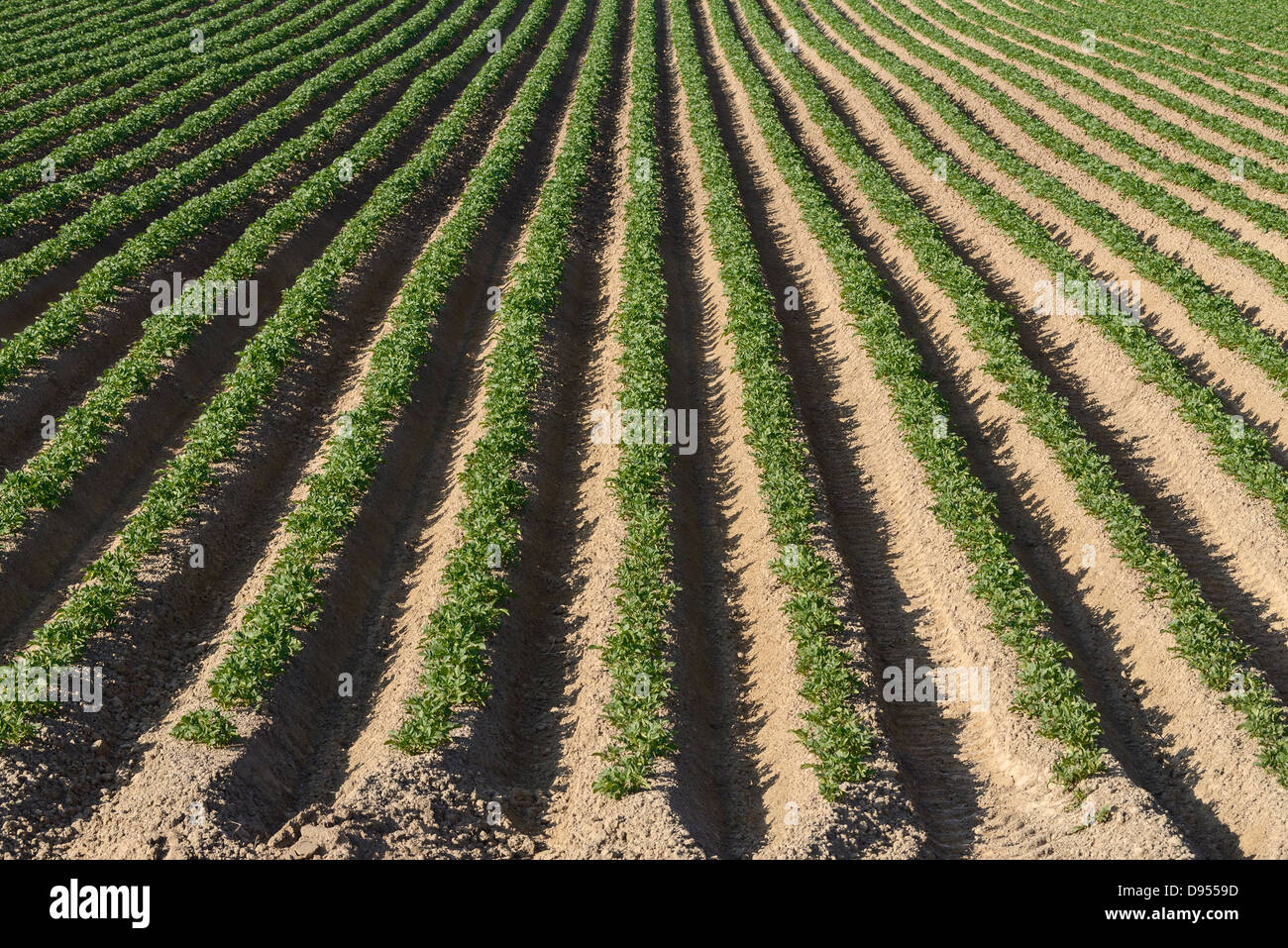 Bereich der Kartoffeln Stockfoto