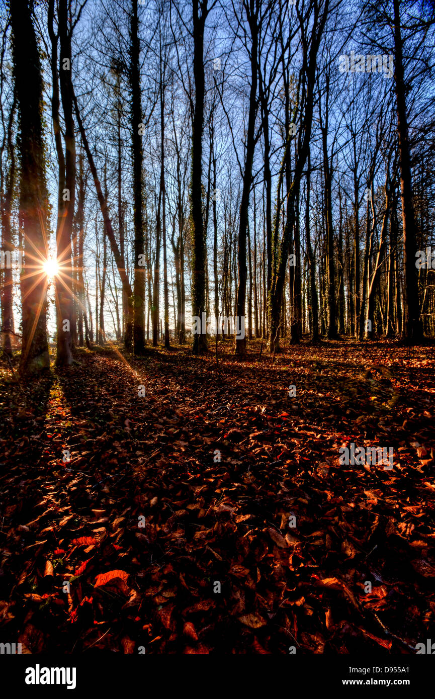Sonne durch die Bäume Herbst verlässt England, UK Stockfoto