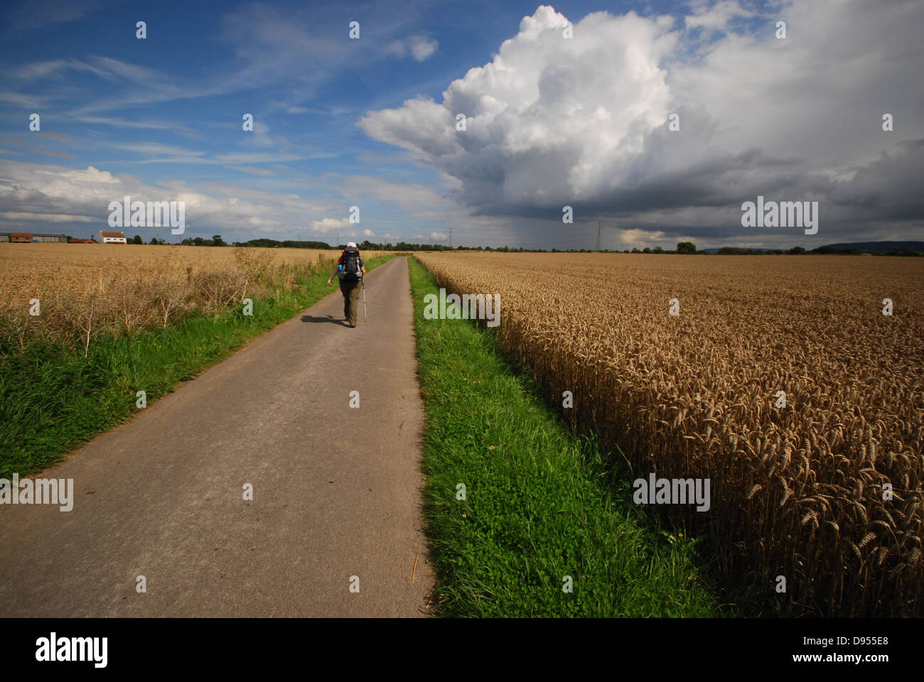 Ruhige ländliche Landschaft mit einer Person, die durch Getreidepflanzen und grasbedeckte Felder geht. Stockfoto