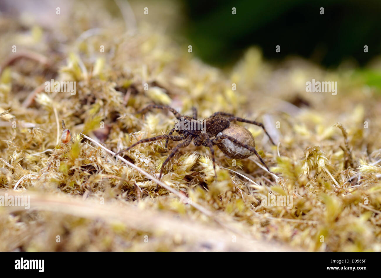 Pardosa Amentata oder Spotted Wolfspinne mit Ei sack Stockfoto