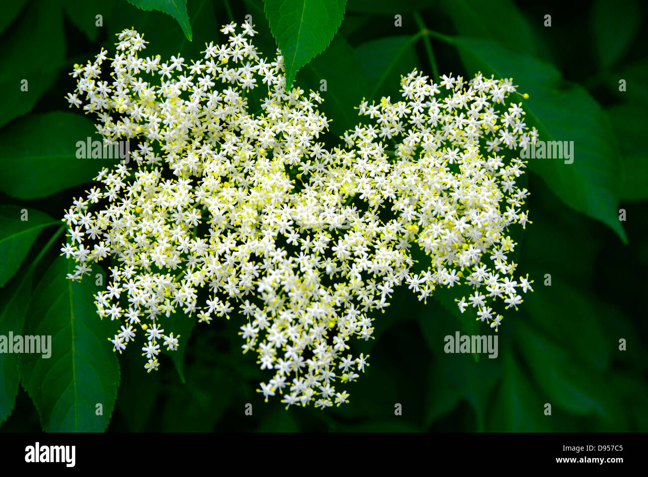 Holunderbusch blumen Fotos und Bildmaterial in hoher Auflösung Alamy