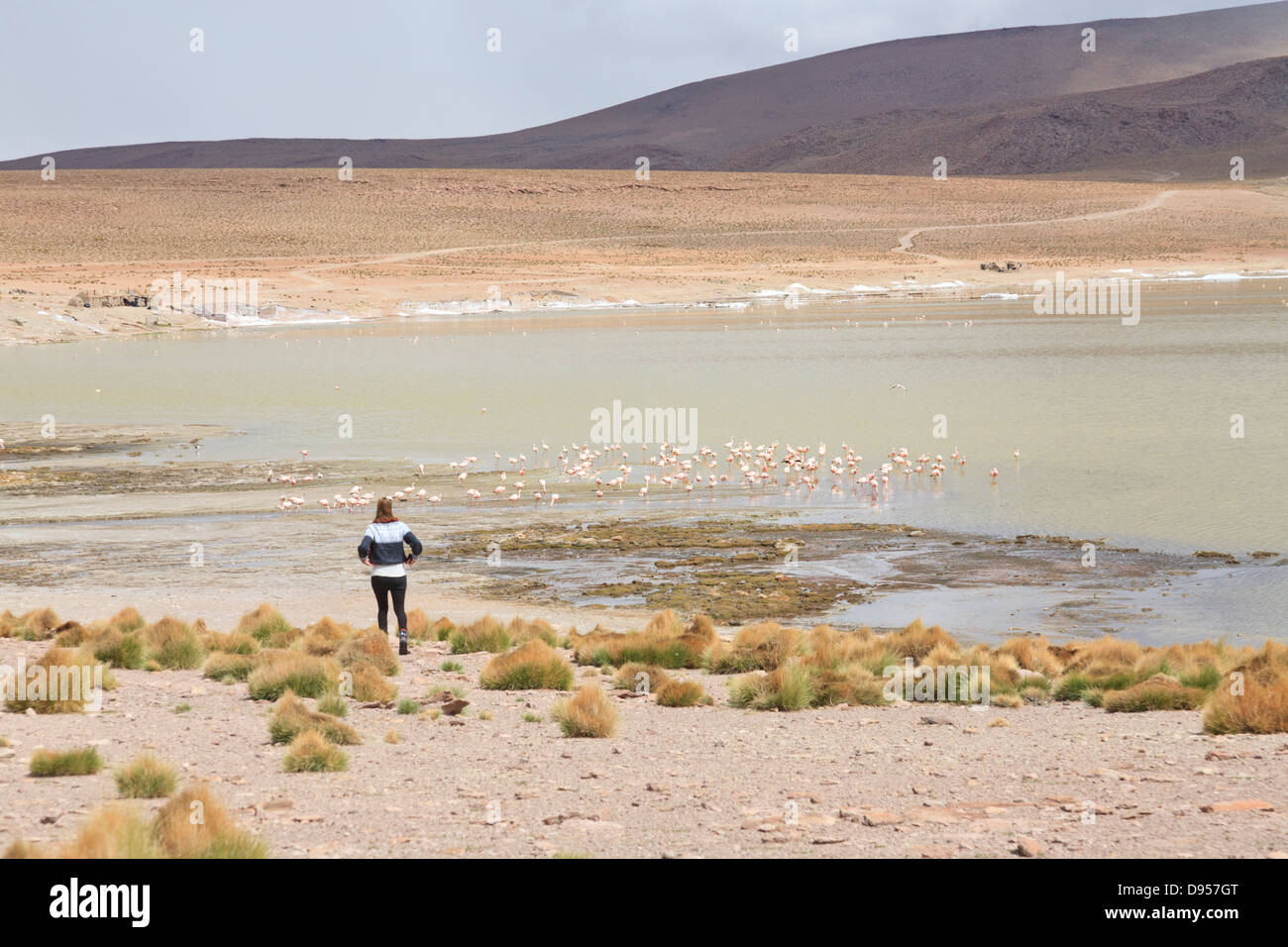Flamingos, Laguna Hedionda Salz flache Touren, Altiplano, Südwesten Boliviens Stockfoto