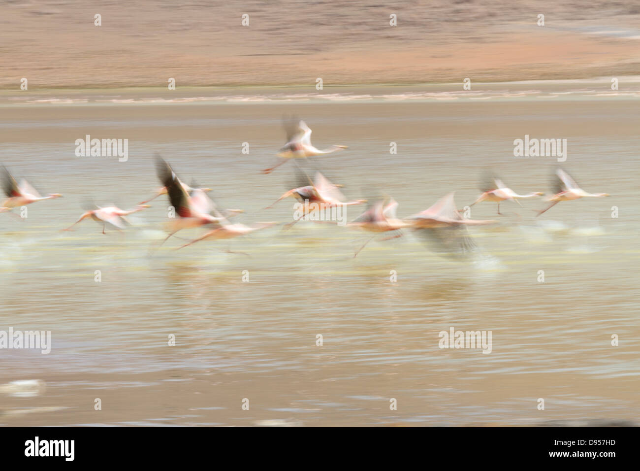 Flamingos, Laguna Hedionda Salz flache Touren, Altiplano, Südwesten Boliviens Stockfoto