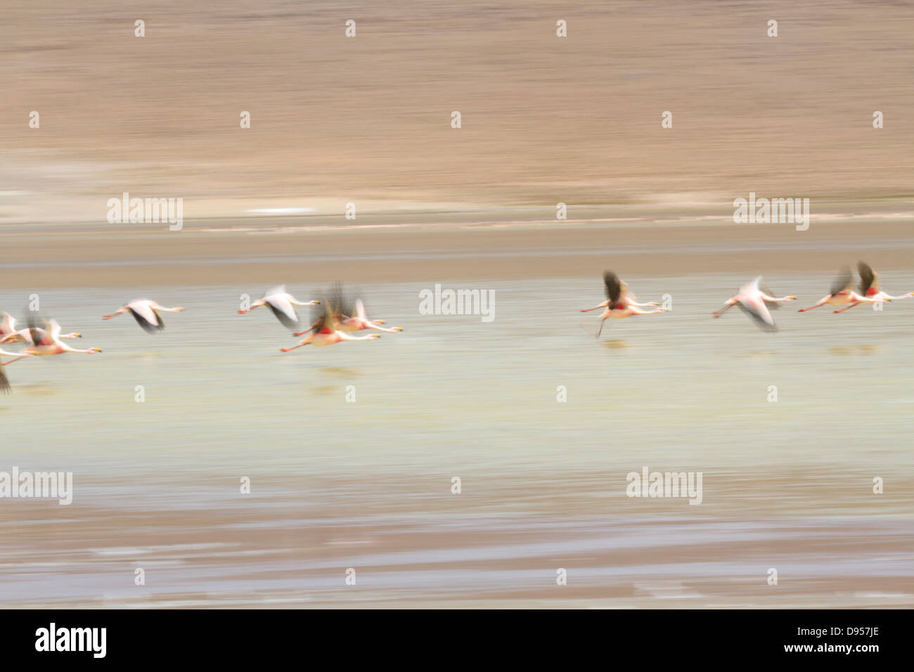 Flamingos, Laguna Hedionda Salz flache Touren, Altiplano, Südwesten Boliviens Stockfoto