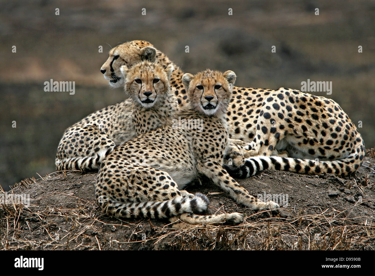 Gepard-Mutter mit zwei jungen saßen auf Mount. Stockfoto