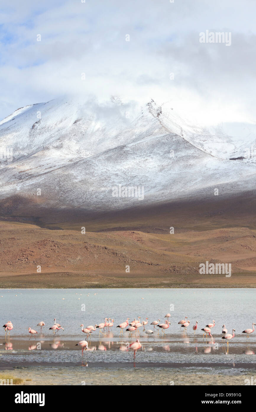 Laguna Hedionda, Volcan Caquella Salz flache Touren, Altiplano, Südwesten Boliviens Stockfoto