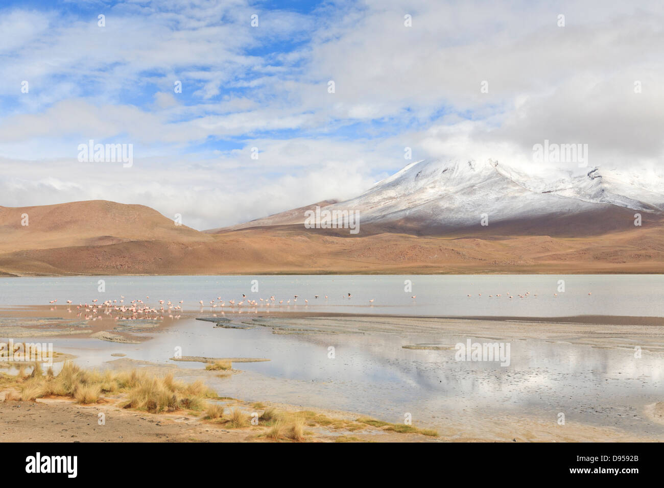 Laguna Hedionda, Volcan Caquella Salz flache Touren, Altiplano, Südwesten Boliviens Stockfoto
