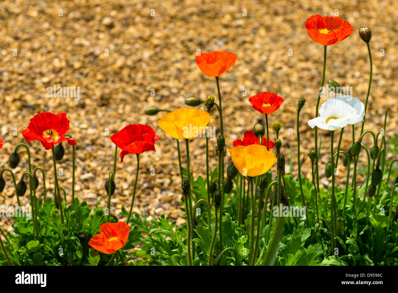 Kalifornischer Mohn, Eschscholzia Californica wachsen neben Schindel Weg, England, Juni Stockfoto