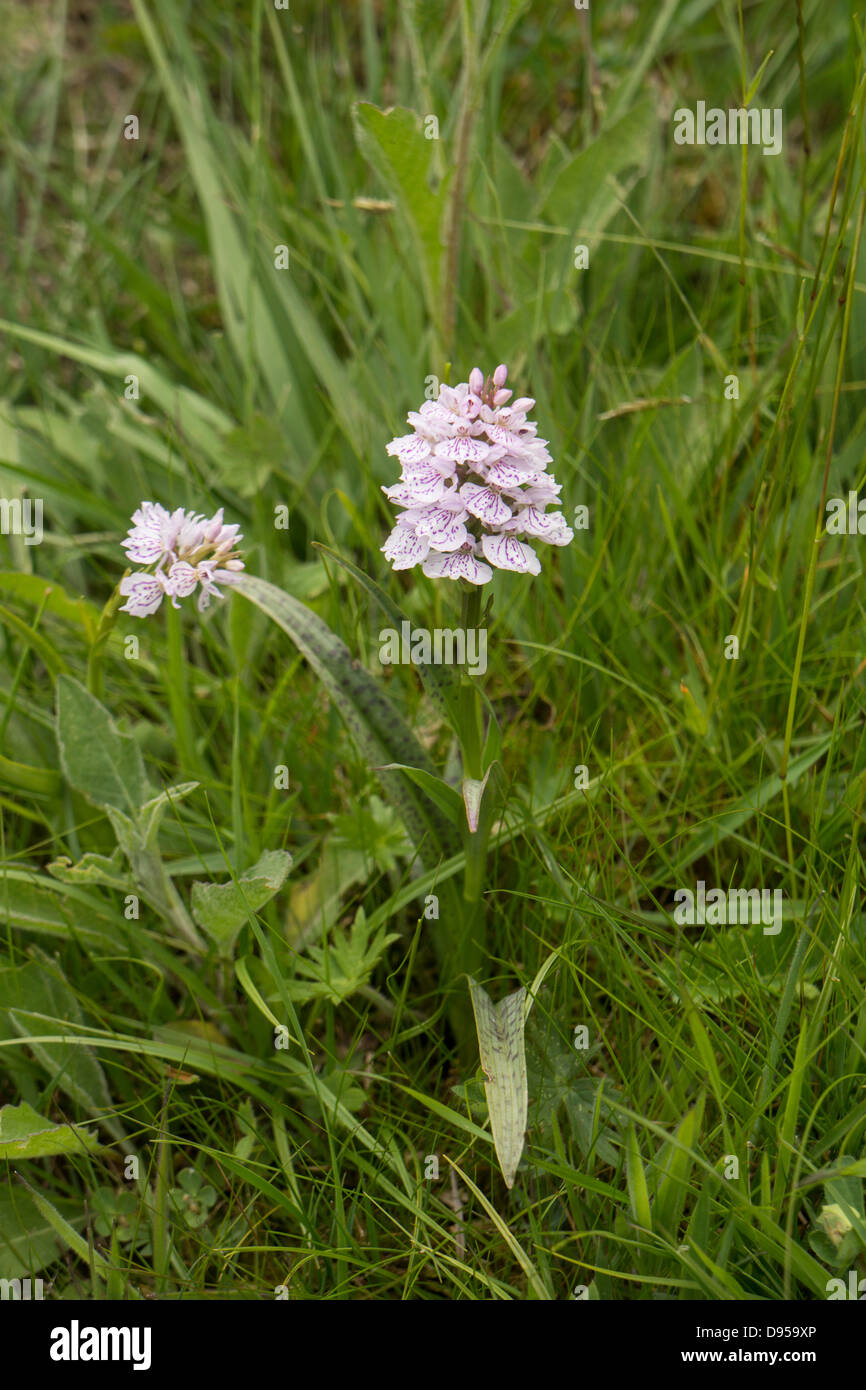 Paar von Heath gefleckte Orchidee Stockfoto