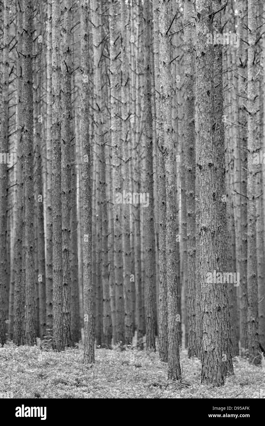 Kiefernwald (Pinus Sylvestris). Frühlingszeit. Stockfoto
