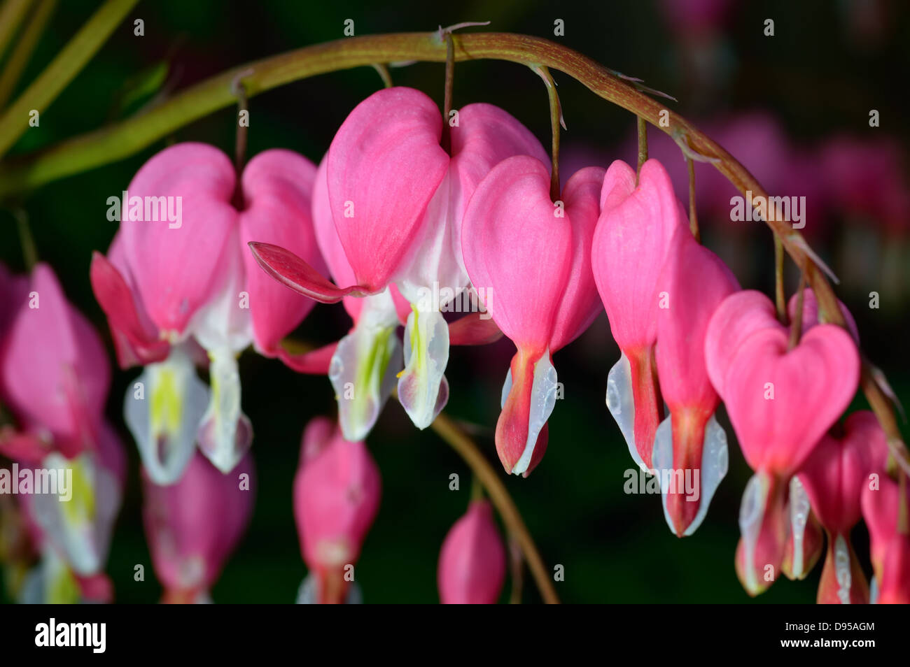 Rosa Blume. Lamprocapnos Spectabilis (ehemals Dicentra Spectabilis) - Tränendes Herz im Frühlingsgarten. Stockfoto