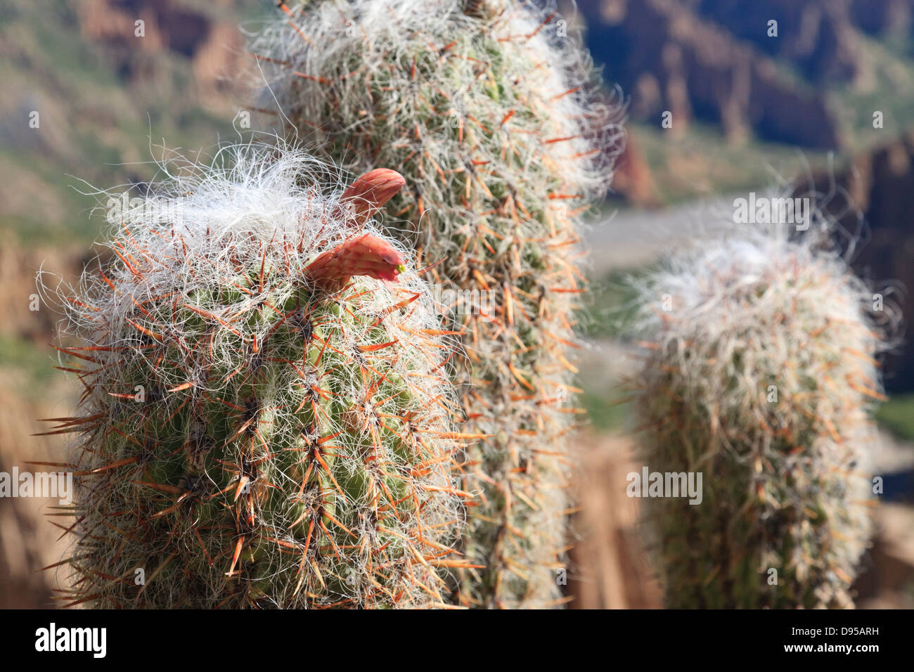 Kaktus, El Sillar, in der Nähe von Tupiza, Bolivien Stockfoto