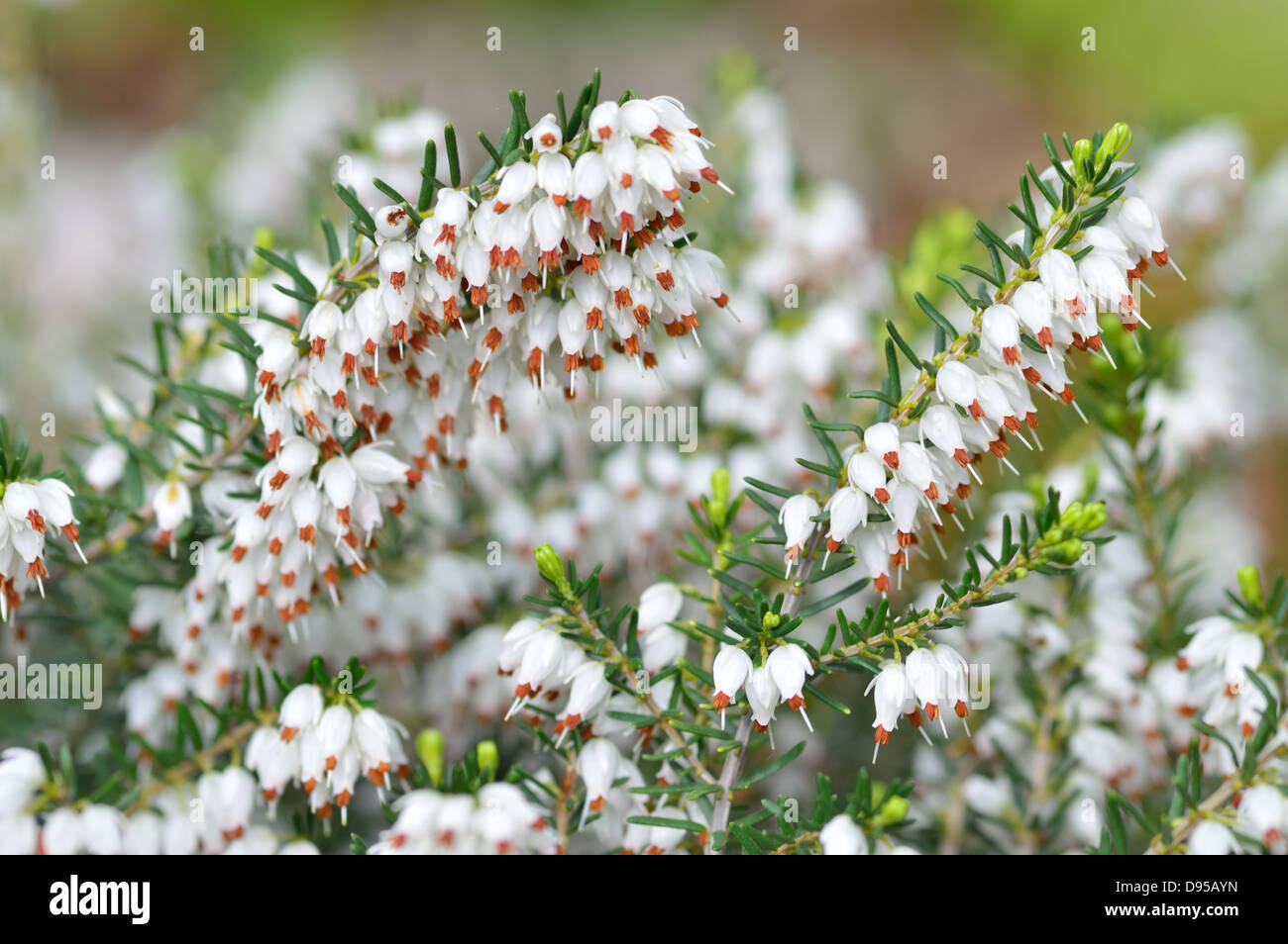 Nahaufnahme von Erica Carnea. Weißer Winter/Frühling Heide mit kleinen  glockenförmigen Blüten. Blühende Pflanze. Frühling Stockfotografie - Alamy