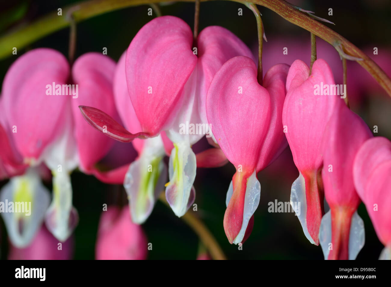 Rosa Blume. Lamprocapnos Spectabilis (ehemals Dicentra Spectabilis) - Tränendes Herz im Frühlingsgarten. Stockfoto