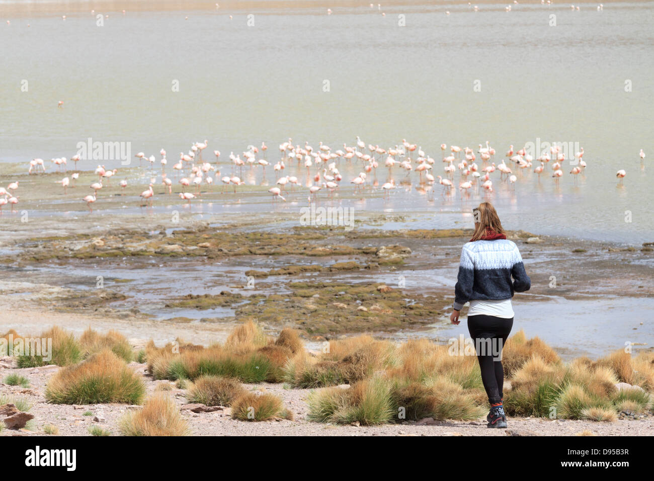 Flamingos, Laguna Hedionda Salz flache Touren, Altiplano, Südwesten Boliviens Stockfoto