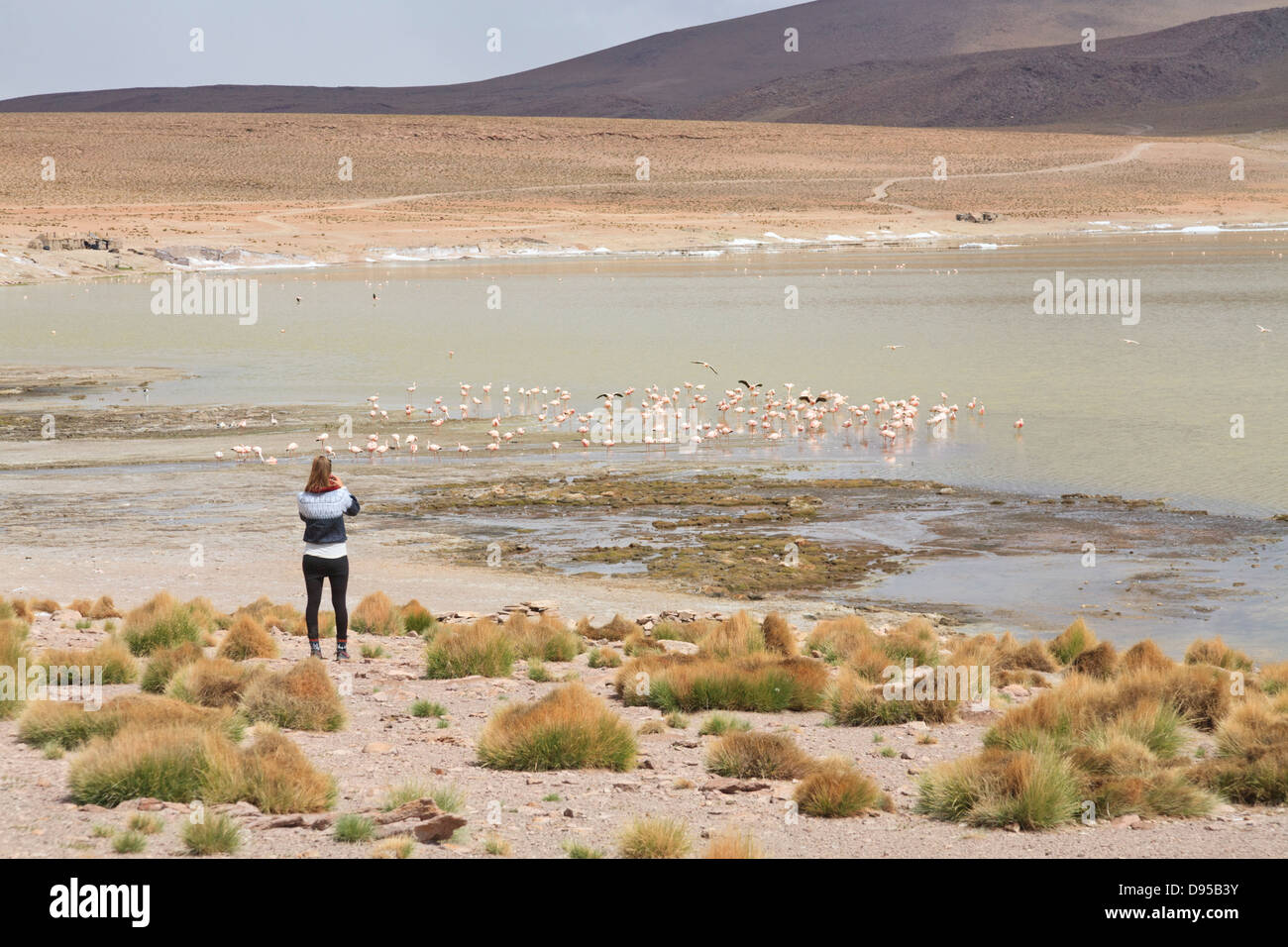 Flamingos, Laguna Hedionda Salz flache Touren, Altiplano, Südwesten Boliviens Stockfoto