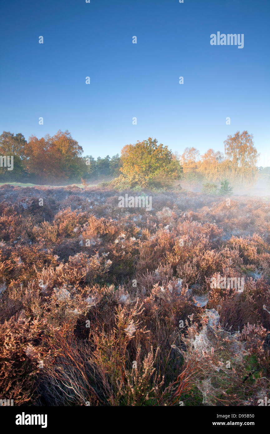 Herbst an einem nebligen Morgen bei Thetford Forest in Norfolk Stockfoto