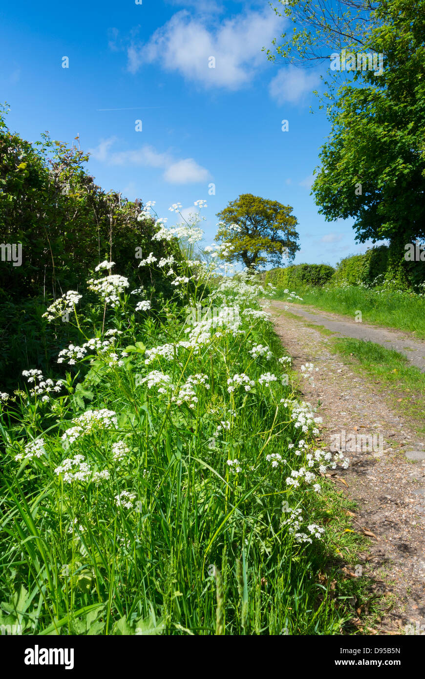 ruhig, Lane, verfolgen, menschenleer, niemand, blauer Himmel, Sommer, Sonne, Hecken, Stockfoto