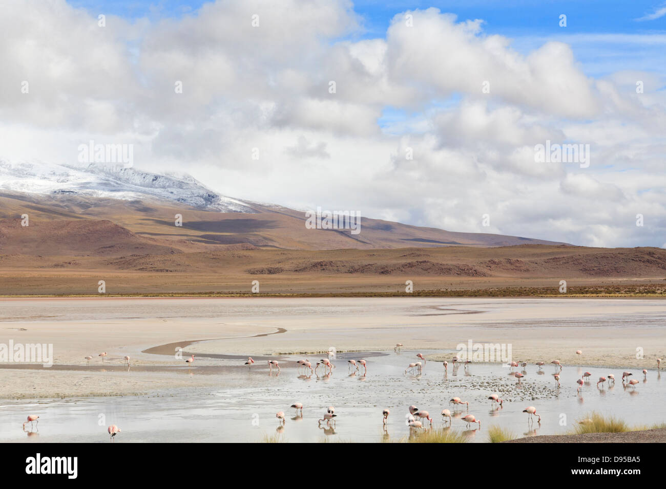 Laguna Hedionda, Volcan Caquella Salz flache Touren, Altiplano, Südwesten Boliviens Stockfoto